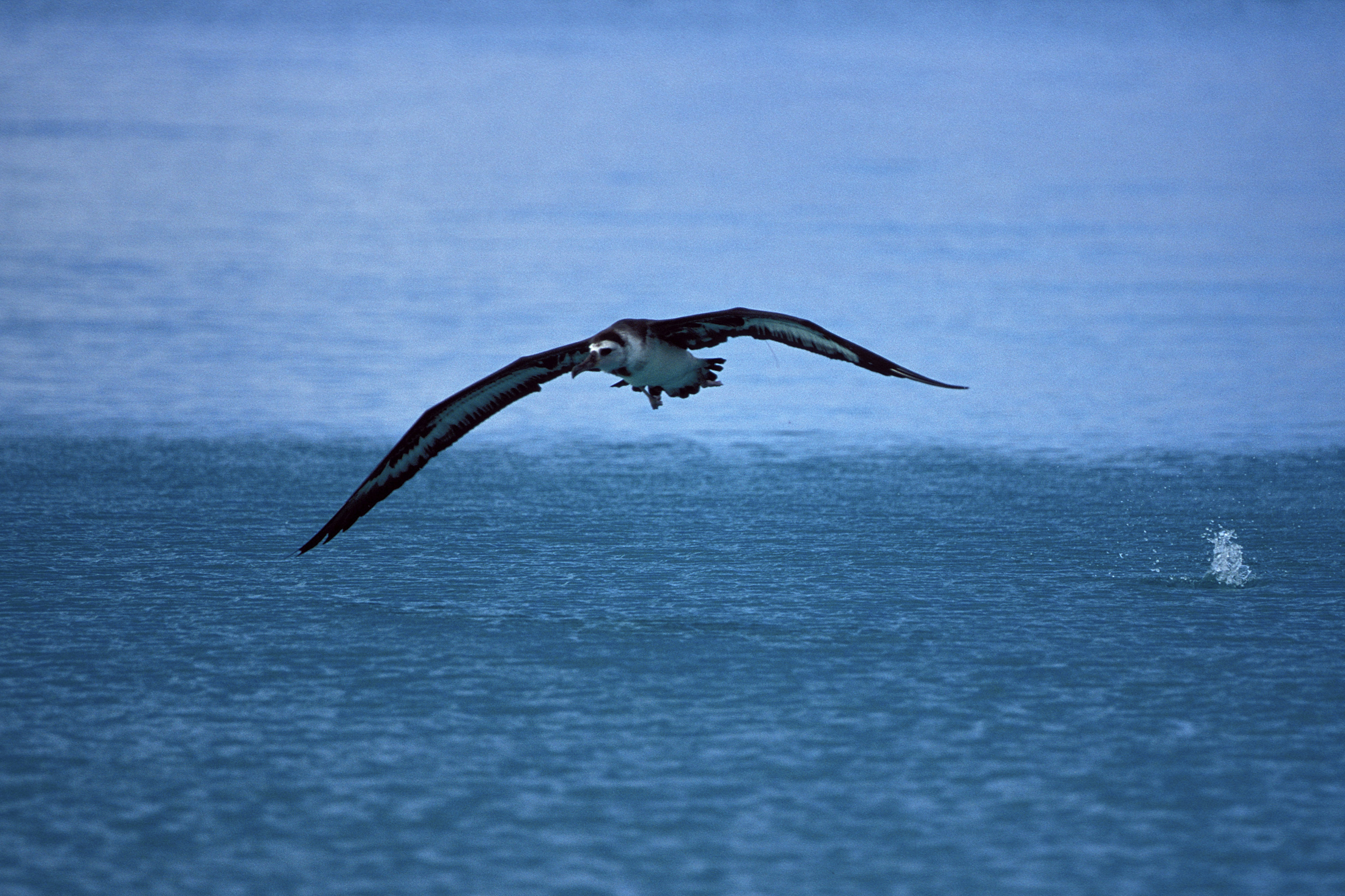 Fliegender Laysan-Albatros ueber dem Meer (00006680)