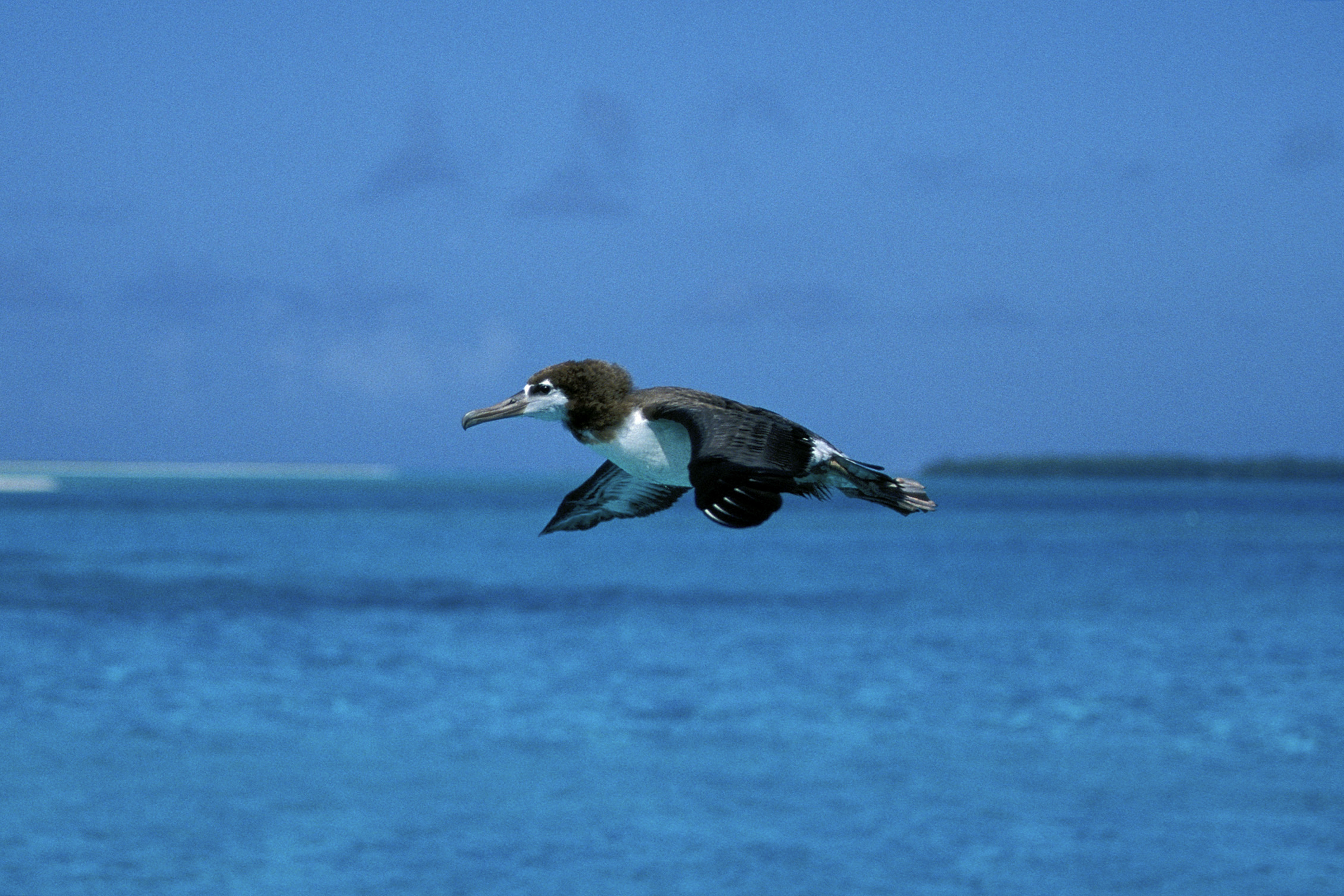 Fliegender Laysan-Albatros ueber dem Meer (00006699)