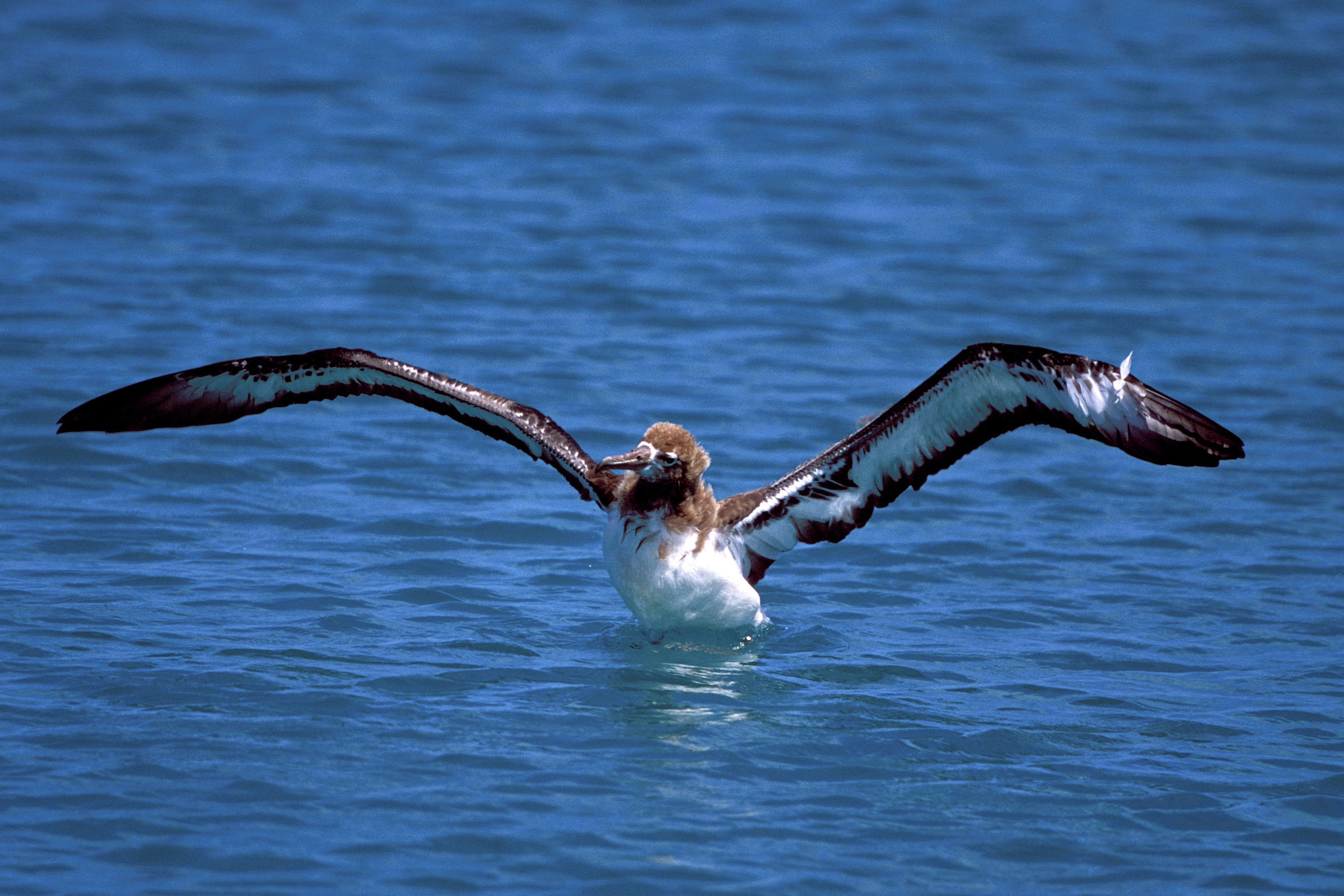 Junger Laysan-Albatros auf dem Meer (00006767)