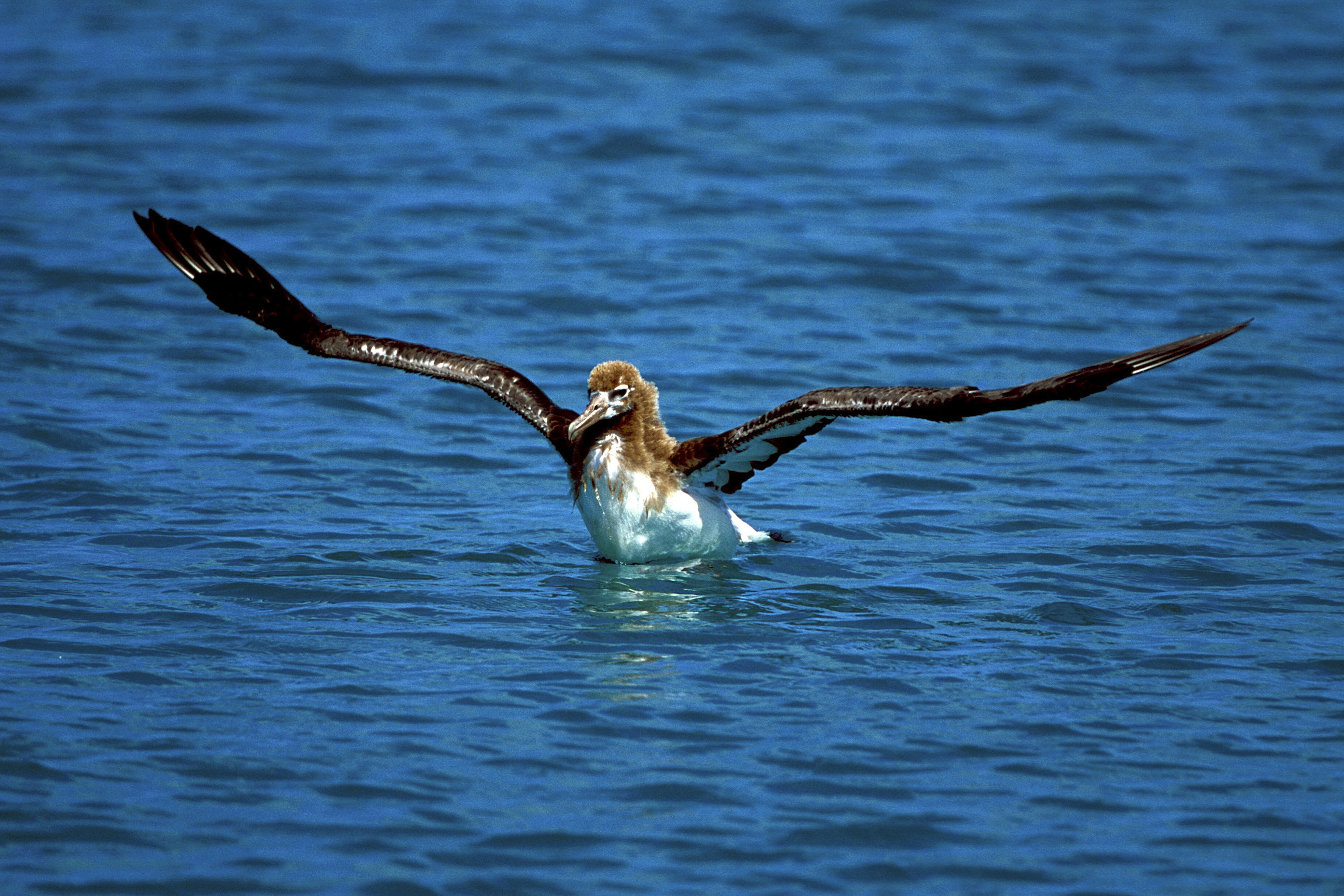 Junger Laysan-Albatros auf dem Meer (00006773)
