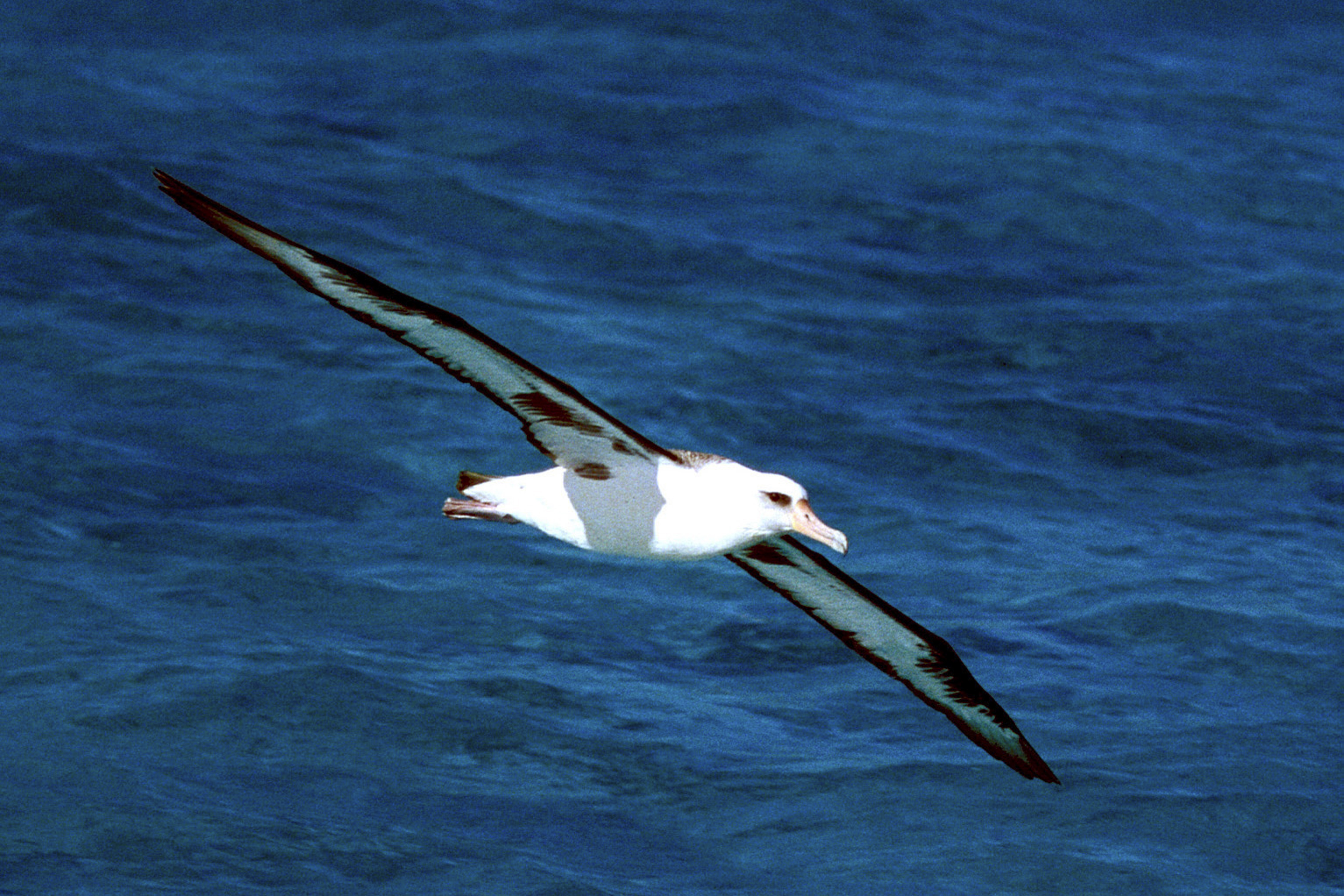 Fliegender Laysan-Albatros ueber dem Meer (00006785)