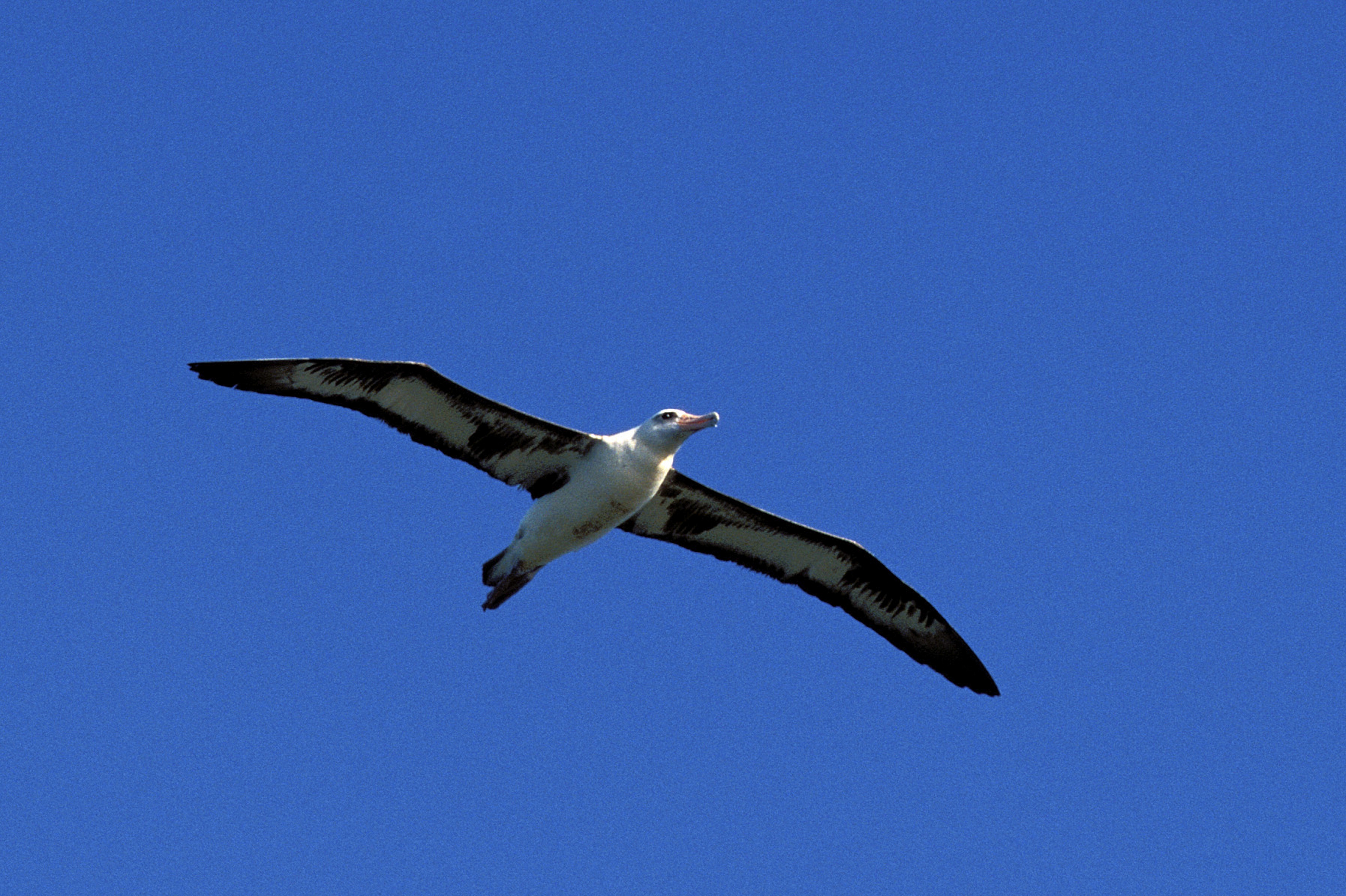 Fliegender Laysan-Albatros (00006791)
