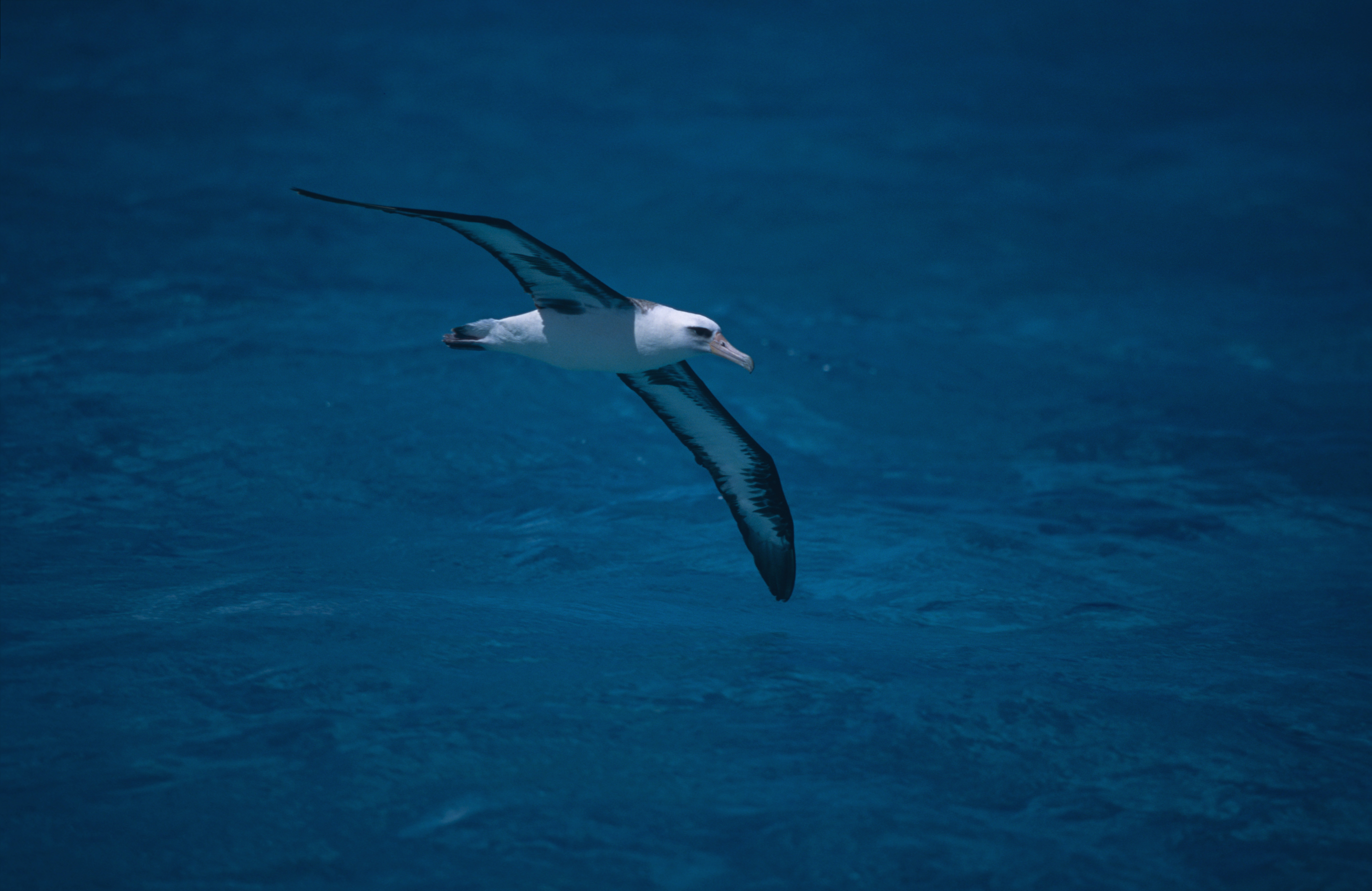 Fliegender Laysan-Albatros ueber dem Meer (00006895)