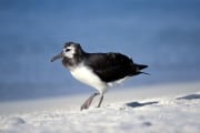 Junger Laysan-Albatros am Strand (00006284)
