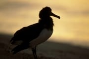 Junger Laysan-Albatros bei Sonnenuntergang (00006330)
