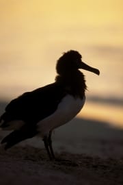Junger Laysan-Albatros im Abendlicht (00006334)