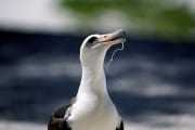 Laysan-Albatros Portraet (00006361)