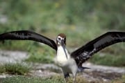 Junger Laysan-Albatros (00006410)