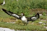 Junger Laysan-Albatros (00006420)