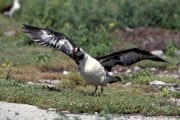 Junger Laysan-Albatros (00006425)