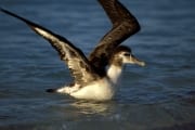 Junger Laysan-Albatros auf dem Meer (00006475)