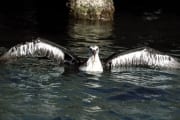 Junger Laysan-Albatros auf dem Meer (00006482)