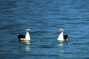 Laysan-Albatrosse auf dem Meer (00006515)