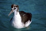 Junger Laysan-Albatros auf dem Meer (00006524)