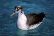 Junger Laysan-Albatros auf dem Meer (00006529)
