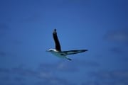 Fliegender Laysan-Albatros (00006571)