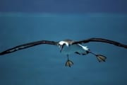 Fliegender Laysan-Albatros ueber dem Meer (00006581)