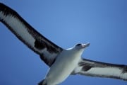 Fliegender Laysan-Albatros (00006602)