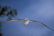 Fliegender Laysan-Albatros (00006607)
