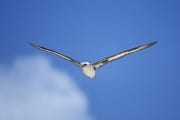 Fliegender Laysan-Albatros (00006615)