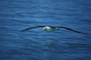 Fliegender Laysan-Albatros ueber dem Meer (00006656)