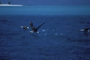 Startende Laysan-Albatrosse auf dem Meer (00006709)