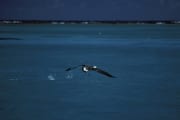 Startender Laysan-Albatros auf dem Meer (00006720)