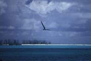 Fliegender Laysan-Albatros ueber dem Meer (00006722)