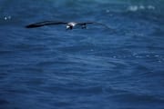 Fliegender Laysan-Albatros ueber dem Meer (00006726)