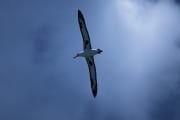 Fliegender Laysan-Albatros ueber dem Meer (00006728)