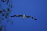 Fliegender Laysan-Albatros (00006737)