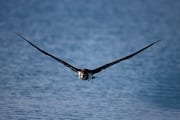 Fliegender Laysan-Albatros ueber dem Meer (00006762)