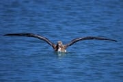 Junger Laysan-Albatros auf dem Meer (00006766)