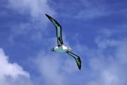Flying Laysan albatross over the sea (00006777)