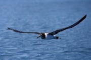 Fliegender Laysan-Albatros ueber dem Meer (00006802)