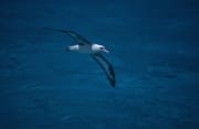Fliegender Laysan-Albatros ueber dem Meer (00006895)