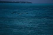 Fliegender Laysan-Albatros ueber einer Midway Lagune (00006909)