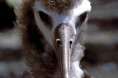 Junger Laysan-Albatros (00006065)
