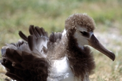 Junger Laysan-Albatros (00006072)