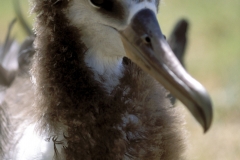 Junger Laysan-Albatros (00006077)