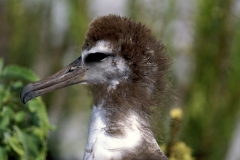 Junger Laysan-Albatros (00006186)