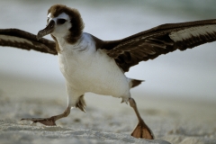 Junger Laysan-Albatros bei Flugversuchen (00006232)