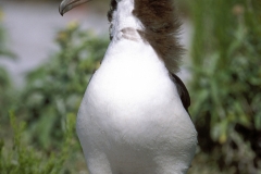 Young Laysan albatross (00006339)
