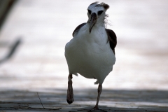 Junger Laysan-Albatros (00006342)