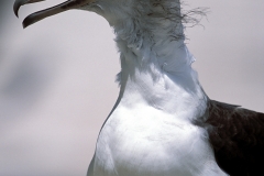Junger Laysan-Albatros (00006346)