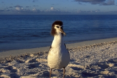 Junger Laysan-Albatros (00006348)