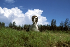 Junger Laysan-Albatros (00006350)