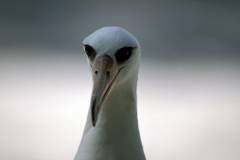 Laysan-Albatros Portraet (00006356)