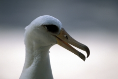 Laysan-Albatros Portraet (00006357)