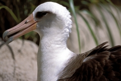 Laysan-Albatros Portraet (00006389)